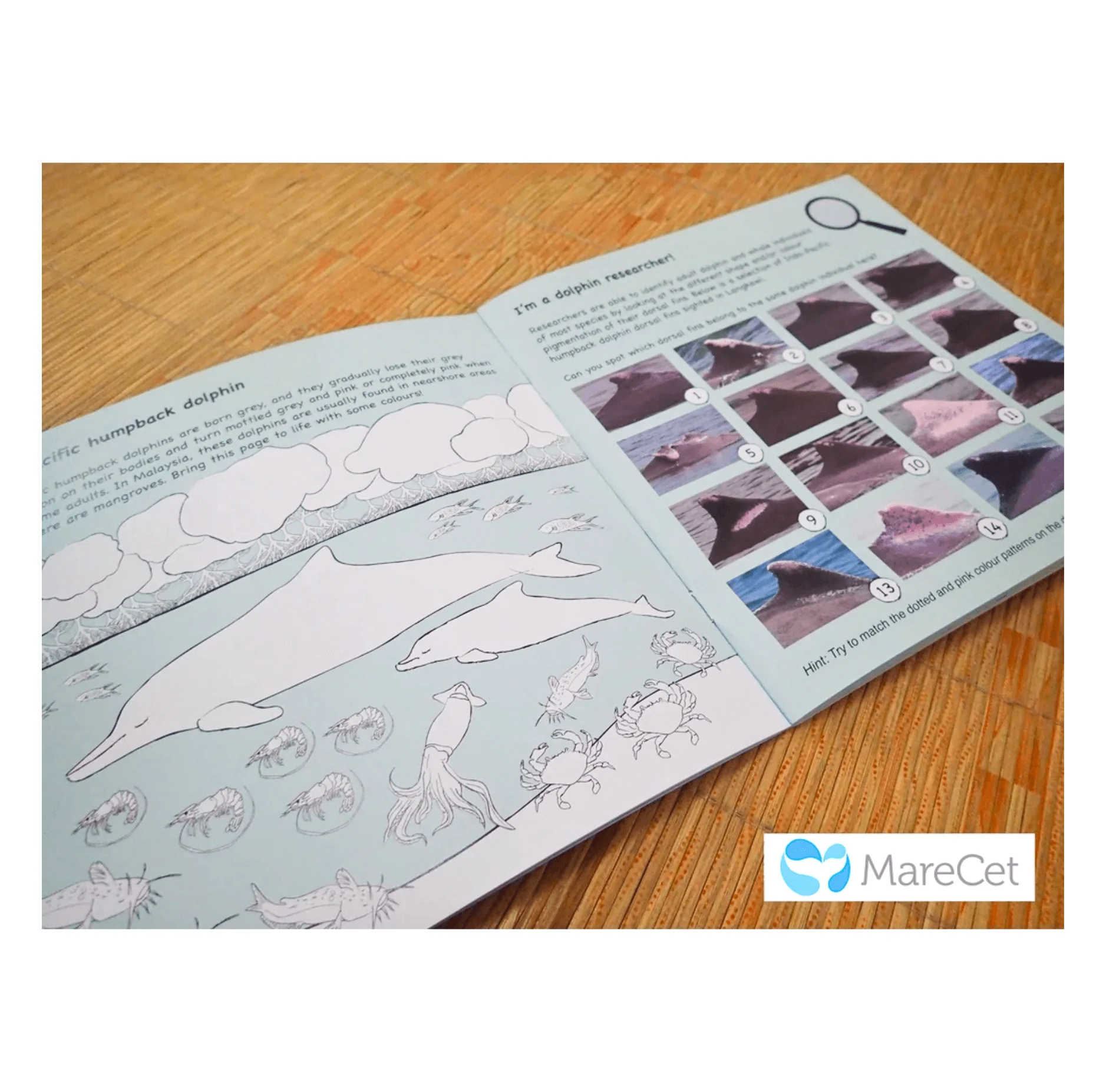 MareCet : Fintastic Marine Mammals & Where to Find Them? - Image 3